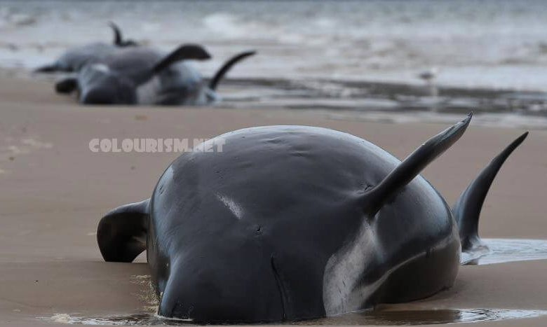วาฬแทสเมเนีย เกือบ 400 ตัวได้ตายจากการเกยตื้น