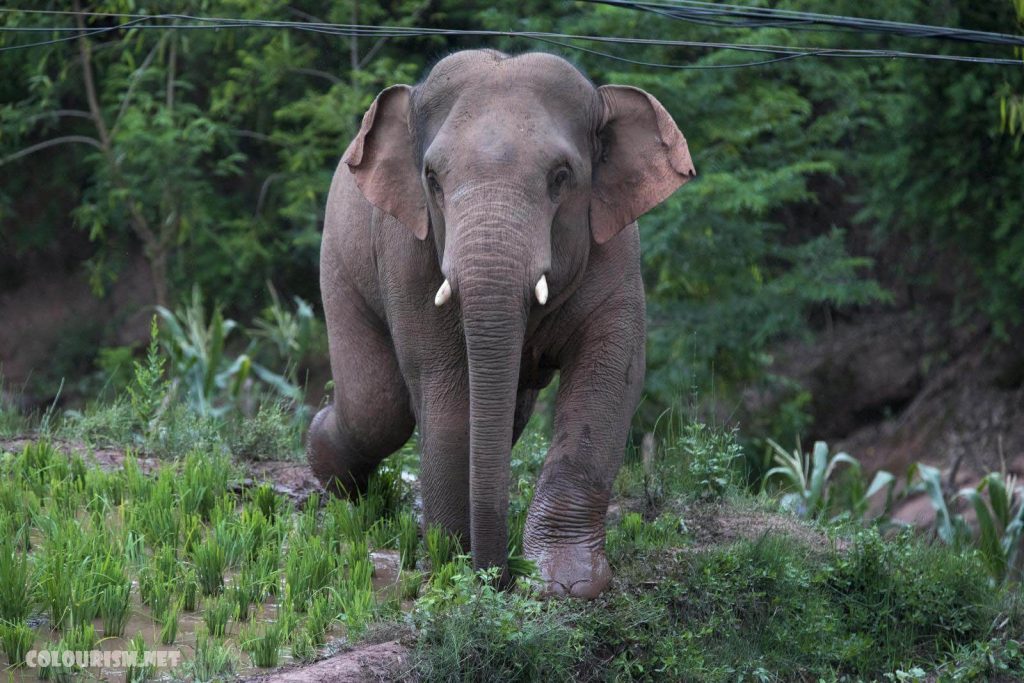 ช้าง 500 กม. ทั่วประเทศจีน โดยธรรมชาติแล้วช้างเป็นสัตว์ที่ฉลาดอย่างดุเดือดและผู้เชี่ยวชาญที่ศึกษาพวกมันในแต่ละวันรู้เรื่องราวมากมายเกี่ยวกับพวกมัน