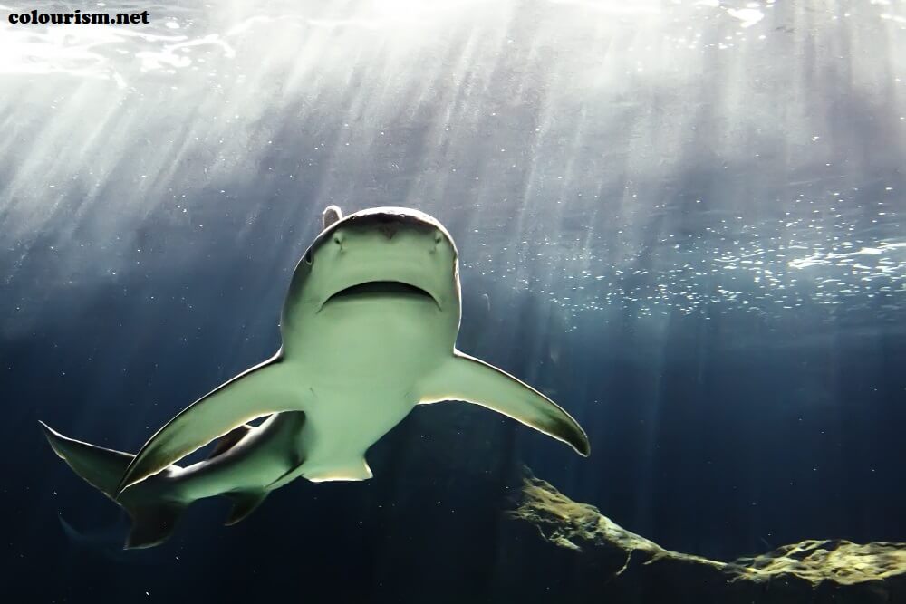 การป้องกัน จากฉลามในลองไอส์แลนด์ของนิวยอร์ก เห็นได้ชัดว่านักว่ายน้ำ 2 คนถูกฉลามโจมตีนอกชายฝั่งลองไอส์แลนด์ในวันอังคาร